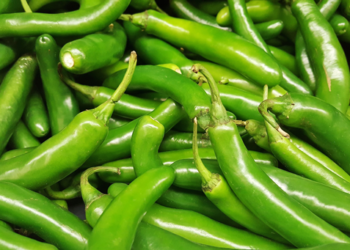 Desarrollan híbrido de chile serrano que reduce tiempo de cosecha