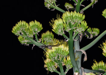 Descubren presencia de murciélago polinizador en Sierra de Guadalupe