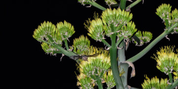 Descubren presencia de murciélago polinizador en Sierra de Guadalupe