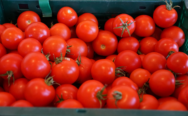 EUA pretende incrementar arancel al tomate de 17.5% a 25.28%