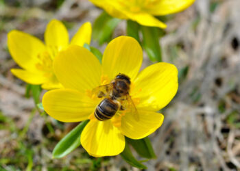 En zonas aguacateras abejas peligran por uso de agroquímicos