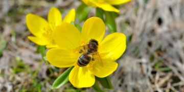 En zonas aguacateras abejas peligran por uso de agroquímicos