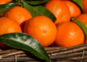 Entregan recursos para proteger cultivo de mandarina en Veracruz