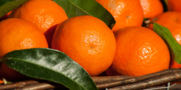 Entregan recursos para proteger cultivo de mandarina en Veracruz