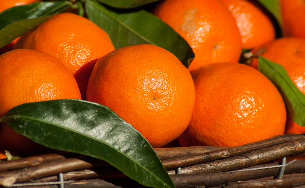 Entregan recursos para proteger cultivo de mandarina en Veracruz