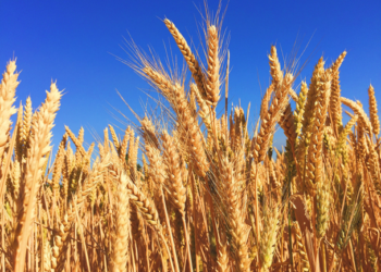 Estiman exportaciones de trigo de 760 mil toneladas en 2019