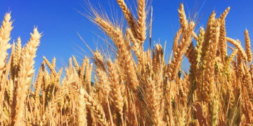 Estiman exportaciones de trigo de 760 mil toneladas en 2019