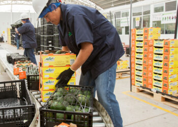 Exportaciones agropecuarias, un bien para la economía mexicana