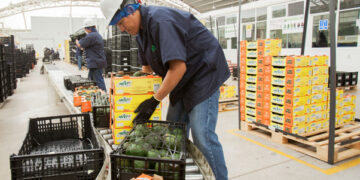 Exportaciones agropecuarias, un bien para la economía mexicana