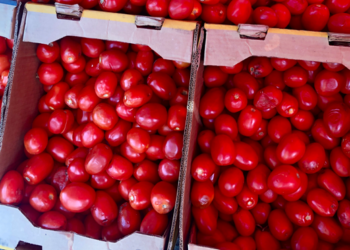 Exportaciones de jitomate caen 33% en primer semestre del año