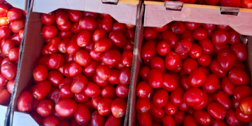 Exportaciones de jitomate caen 33% en primer semestre del año