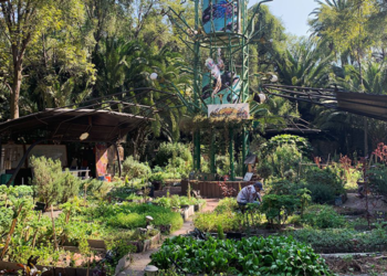 Huerto Roma Verde, una opción sustentable de alimentación