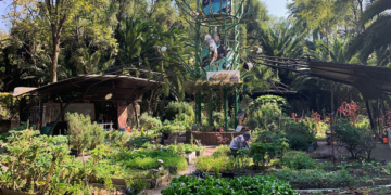 Huerto Roma Verde, una opción sustentable de alimentación