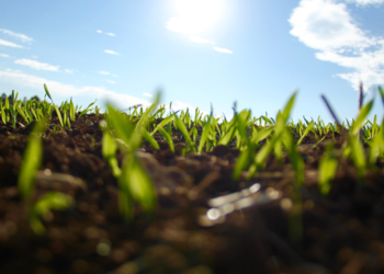 Implementan fertilización mediante las hojas de las plantas