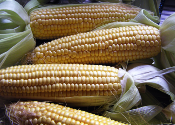 Presentan programa para impulsar la producción de maíz