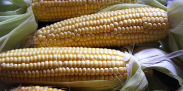 Presentan programa para impulsar la producción de maíz