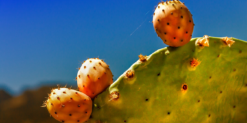Mexicana desarrolla plástico biodegradable con jugo de nopal