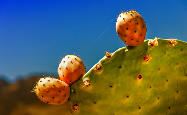 Mexicana desarrolla plástico biodegradable con jugo de nopal