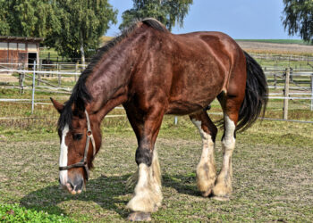 México, libre de enfermedades exóticas que afectan al ganado
