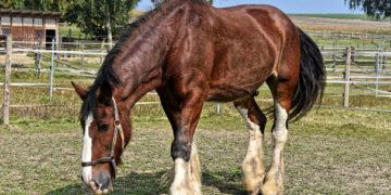 México, libre de enfermedades exóticas que afectan al ganado