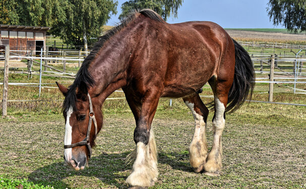 México, libre de enfermedades exóticas que afectan al ganado