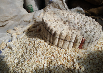 Por plagas, centro de México podría quedarse sin maíz pozolero