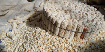 Por plagas, centro de México podría quedarse sin maíz pozolero