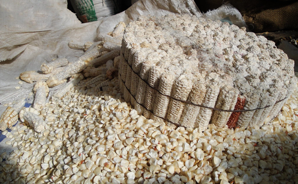 Por plagas, centro de México podría quedarse sin maíz pozolero