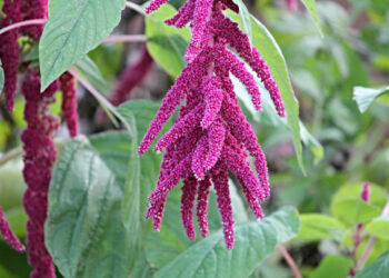 Presentan Plan para el Desarrollo Sustentable del Amaranto