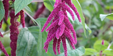 Presentan Plan para el Desarrollo Sustentable del Amaranto