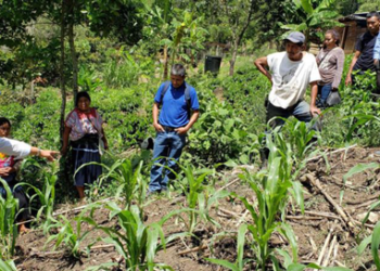 Productores buscan recuperar suelos de Chenalhó, Chiapas