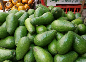 Productores de aguacate de Puebla y Guanajuato libres de plagas