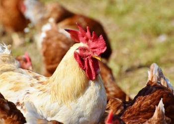 Productos avícolas, claves para la salud y economía de los mexicanos