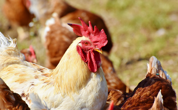 Productos avícolas, claves para la salud y economía de los mexicanos