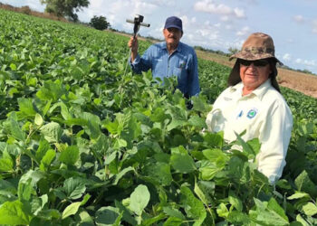 Promueven recuperación de soya en Sinaloa