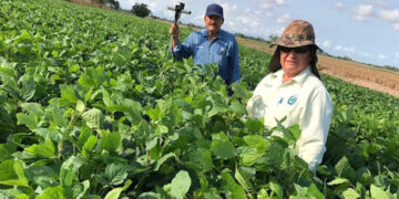 Promueven recuperación de soya en Sinaloa