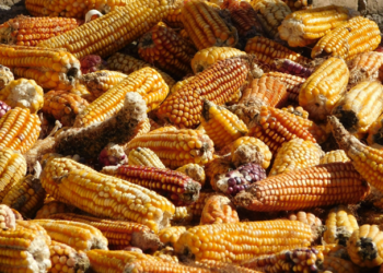 Promueven rescate de maíces nativos de México
