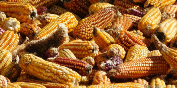 Promueven rescate de maíces nativos de México