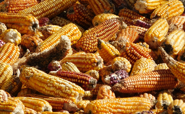 Promueven rescate de maíces nativos de México