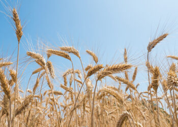 Prospera producción de trigo en México