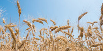 Prospera producción de trigo en México