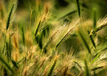 Trazan plan para dar mayor valor a la cebada en México