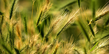 Trazan plan para dar mayor valor a la cebada en México
