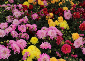 Xochimilco será participe en la feria ornamental más grande del mundo