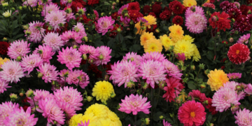 Xochimilco será participe en la feria ornamental más grande del mundo