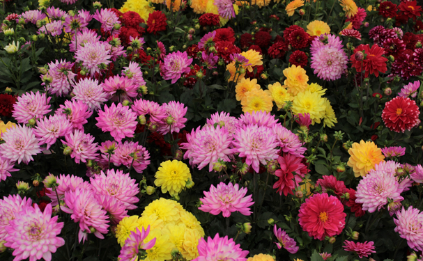 Xochimilco será participe en la feria ornamental más grande del mundo