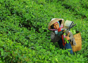 Agricultura orgánica ayuda a mitigar la pobreza al norte de China