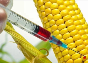 Alertan sobre riesgos en producción y consumo de transgénicos