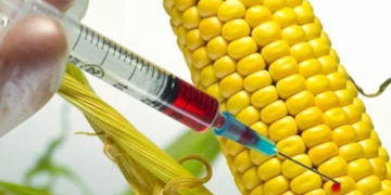 Alertan sobre riesgos en producción y consumo de transgénicos