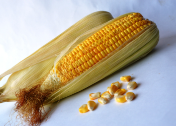 Aprueban el 29 de septiembre como Día del Maíz en México